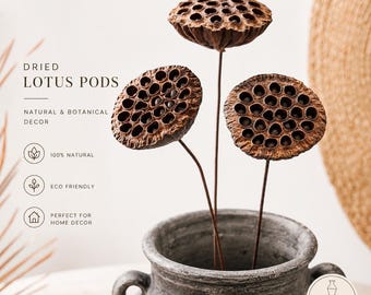 Natural Dried Lotus Pod Stem, Dried Floral Supply, Botanical Decor, Ikebana Material, Rustic Home Decor, Flower Arrangement Stem