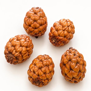 May include: Five individual, smooth, light brown pine cones arranged in a circular pattern. Each pine cone features a distinct, glossy, segmented scale structure with a rounded, oval shape and a textured, woody appearance throughout the surface.