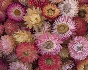 Organic Pastel Strawflowers – Apricot, Cream, Pink Dried Flowers for Art, Crafts and Weddings