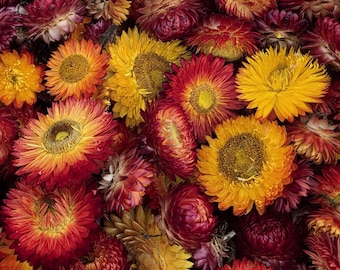 Organic Dried Strawflowers – Yellow, Orange, Red for Crafts, Wedding decorations
