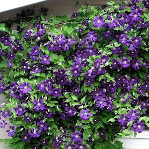 Jackmani Superba Clematis Vine • 2.5" Pot • Hardy Purple Blooms