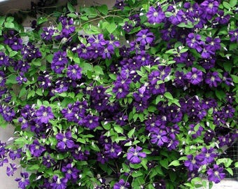 Jackmani Superba Clematis Vine • 2.5" Pot • Hardy Purple Blooms