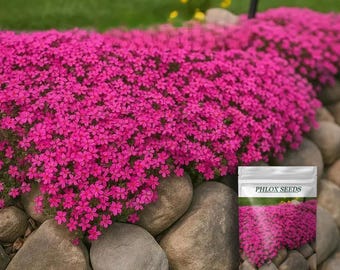 Phlox strisciante "Fiamma Scarlatta" - Pianta tappezzante perenne rossa