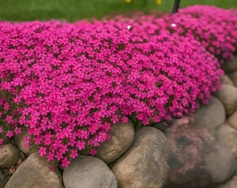 Scarlet Flame Creeping Phlox – Red Perennial Ground Cover
