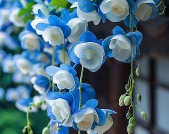 Fragrant Climbing Perennial Vine for Garden