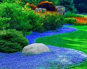 Nasiona tymianku płożącego Heirloom Blue Creeping Thyme | Pachnąca bylina okrywowa bez GMO