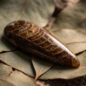 May include: A polished, elongated fossil with a brown and tan pattern. The fossil has a smooth, glossy surface and is resting on a bed of dried leaves. The fossil's shape tapers to a point at one end.