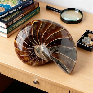 Könnte beinhalten: Eine polierte Nautilus-Schale mit braunen und cremefarbenen Spiralmustern. Eine Lupe mit schwarzem Griff und eine kleine schwarze Schachtel mit Steinen befinden sich auf einer Holzoberfläche. Bücher mit goldener Schrift sind im Hintergrund gestapelt.