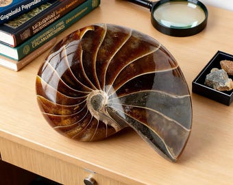 7) 大型オウムガイの化石 - Etsy 日本