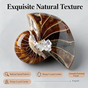 May include: A polished, spiral-shaped fossil with a natural pattern, featuring a druzy crystal center. The fossil has a smooth finish and is displayed on a light gray background. The text "Exquisite Natural Texture" is at the top.