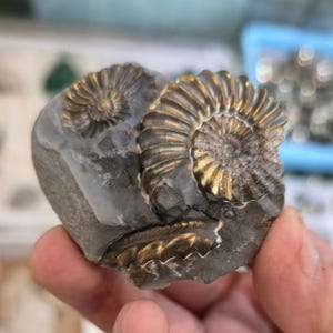May include: A fossilised ammonite specimen. The dark grey stone features two prominent, golden-brown spiral shells. The fossil is a natural, geological artefact, showcasing intricate details of ancient marine life.