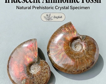 May include: Two iridescent ammonite fossils featuring spiral shells with brown, red, and gold tones. The text "Iridescent Ammonite Fossil" and "Natural Prehistoric Crystal Specimen" appears above the specimens, along with a small "English" label.