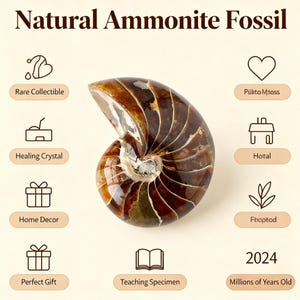 May include: A polished ammonite fossil with a spiral shape, showcasing shades of brown and tan. The image includes text that reads "Natural Ammonite Fossil", and other text labels such as "Rare Collectible" and "Perfect Gift".