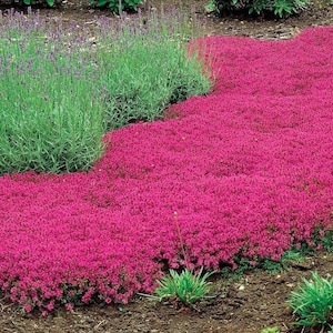 May include: A vibrant patch of low-growing magenta creeping thyme flowers spreads across the ground, positioned next to a cluster of tall, slender lavender plants with soft purple flower spikes and grey-green foliage in a garden setting.