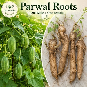 May include: A split image showing green, striped pointed gourd vegetables hanging from a vine on the left and four light brown, elongated plant roots on the right. The text reads Parwal Roots and One Male + One Female with a HerbVedika logo.