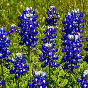 Könnte beinhalten: Eine Ansammlung von Lupinen mit hohen, kegelförmigen Ähren aus leuchtend blauen Blütenblättern mit weißen Spitzen. Die Blumen wachsen an grünen Stängeln, umgeben von üppigem, grünem Blattwerk, das ein dichtes Feld von Wildblumen bildet.