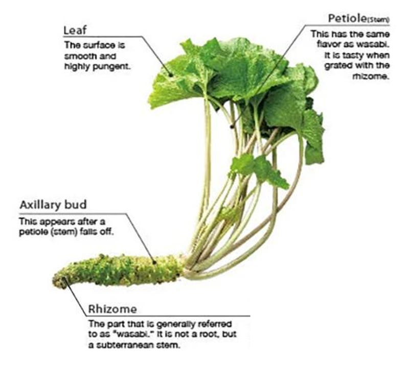 Real Fresh Wasabi Rhizomes For Eating Us Shipping Only Etsy real-fresh-wasabi-rhizomes-for-eating-us-shipping-only-etsy