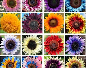 200+ Giant Sunflower Seeds Mix Heirloom Butterfly Garden Colorful Flower Seeds