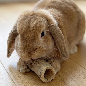 Könnte beinhalten: Ein braunes Kaninchen mit Schlappohren, das ein Holzspielzeug im Maul hält. Das Kaninchen sitzt auf einem hellen Holzboden. Das Fell des Kaninchens ist hellbraun. Seine Augen sind dunkel und aufmerksam.