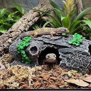 Może przedstawiać: Dwa gekony lamparcie w terrarium. Jeden spoczywa na szarej formacji skalnej z jaskinią, drugi w środku. Siedlisko zawiera zielone rośliny, brązową korę i podłoże z wiórów drzewnych i mchu.