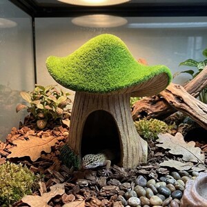 Puede incluir: Un escondite para reptiles con forma de seta, con una parte superior texturizada de color verde brillante y una base de color tostado que imita la madera, con una entrada arqueada. Un pequeño gecko leopardo moteado descansa sobre virutas de madera.