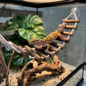 Op de afbeelding: Een gele luipaardgekko met zwarte vlekken klimt op een hangende houten brug gemaakt van kleine takken verbonden met wit touw. De brug is met doorzichtige zuignappen aan de glazen wanden van een terrarium bevestigd, boven een stuk drijfhout.