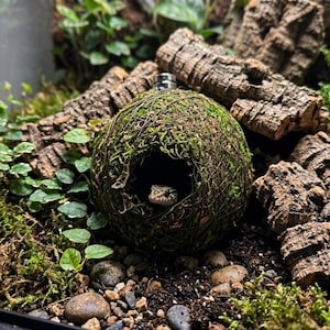 May include: A spherical, moss-covered hideout for small reptiles, featuring a circular entrance and a metallic top attachment. A small, light-colored lizard with dark spots is visible inside the dark, hollow interior of the textured, green sphere.