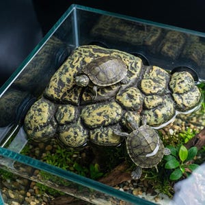 Natürliche Terrakotta-Schildkröten-Aysing-Platform, handgemachter Ton-Sonnendock für Wasserschildkröten, Zen-Fischbehälter-Dekor, Keramik-Reptil-Lebensraum