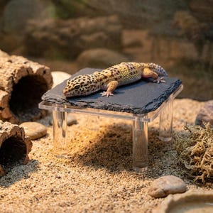 May include: A leopard gecko with yellow and black spotted skin resting on a square, dark gray slate platform. The platform is supported by four clear, cylindrical acrylic legs, creating a raised basking ledge for the reptile.