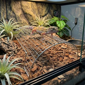 Könnte beinhalten: Ein Leopardgecko in einem Terrarium. Der Gecko hat ein geflecktes Muster mit orangefarbenen und gelben Farbtönen. Er ruht auf einer Metallgitterstruktur über einem Substrat aus Holzspänen. Das Terrarium enthält Pflanzen und eine Wasserschale.