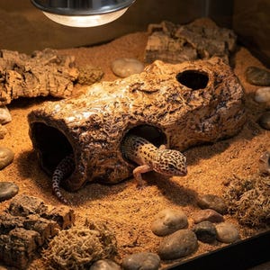 May include: A leopard gecko with yellow and black spots emerging from a brown, textured, hollow log hide. The log features a cylindrical shape with a rough, bark-like surface and two visible openings, resting on a sandy substrate with scattered rocks.