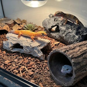 Plataforma de roca natural para reptiles y refugio para tomar el sol, cueva con repisa escalonada grande para dragones barbudos, decoración realista de terrario de piedra, refugio para lagartos