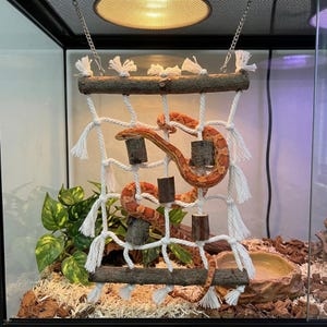Könnte beinhalten: Ein hängendes Kletternetz für Reptilien aus weißem Seil und natürlichen Holzästen, mit kleinen Holzblöcken an den Maschen. Eine orange-rot gemusterte Kornnatter ist um die Struktur innerhalb eines Glasgeheges gewickelt.