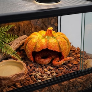 Può includere: Un nascondiglio per rettili a forma di zucca arancione brillante con superficie ruvida e interno cavo, posizionato all'interno di un terrario in vetro. Un serpente sottile con motivo arancione e bianco è raggomitolato nell'apertura della zucca.