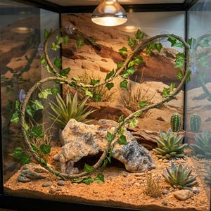 Könnte beinhalten: Ein Glasterrarium mit einem Leopardgecko, der auf einem großen, strukturierten Felsen ruht. Der Lebensraum umfasst einen sandigen Untergrund, künstliche grüne Efeuranken an den Scheiben, mehrere Sukkulenten und eine Wärmelampe.