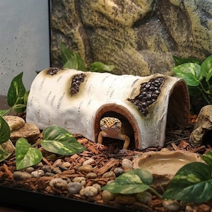 Op de afbeelding: Een luipaardgekko met gele en zwarte vlekken kijkt uit een witte, cilindervormige schuilplaats voor reptielen die is ontworpen als een berkenstam met donkere, getextureerde knoesten, geplaatst op een ondergrond van houtsnippers en steentjes.