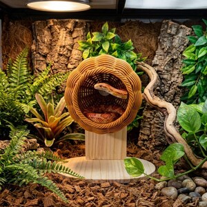 Pode incluir: Um esconderijo para cobras redondo, trançado e de cor castanha, com um exterior texturizado semelhante a uma abóbora, montado num suporte de madeira clara com base circular. Uma cobra-do-milho laranja e branca está enrolada no interior.