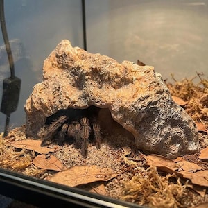 以下が含まれることがあります： 岩の洞窟と乾燥した葉のあるテラリウムにいる茶色のタランチュラ。クモは洞窟の前に配置され、足が見えます。テラリウムはガラスの前面を持っています。