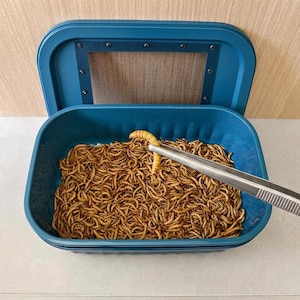May include: A teal plastic container with a mesh lid, filled with dried mealworms. A pair of stainless steel tweezers holds a single mealworm. The container is open, revealing the contents.