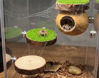 Repisa de madera natural para arañas saltarinas, plataforma de escalada hecha a mano para Phidippus Regius, percha para enriquecimiento de invertebrados, accesorio de decoración para terrarios.