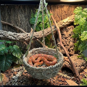 May include: A coiled orange and red corn snake resting inside a round, woven seagrass hanging basket. The basket is suspended by three thick, twisted jute ropes that meet at a central point above the bowl, creating a hammock-style enclosure.