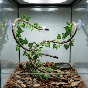 May include: A terrarium with a climbing vine and artificial ivy. The habitat includes a water dish, substrate of wood chips and stones, and suction cups to hold the vine in place. The terrarium is enclosed in glass.