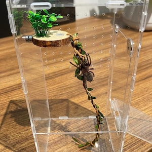 May include: A clear acrylic terrarium housing a tarantula. The enclosure includes a wooden platform with green plants and a decorative vine. The spider is brown and hairy. The terrarium is designed for housing arachnids.