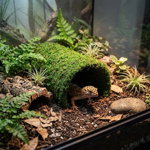 Mossreptiltunnel, grästerrarium, grotta för gecko, ormödla, vivarium, habitatdekor