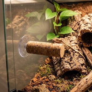 Könnte beinhalten: Eine zylindrische Korkstange, die mit einem Saugnapf an einer klaren Glaswand in einem Terrarium befestigt ist. Ein kleiner brauner Gecko ruht auf einem Stück strukturierter Rinde in der Nähe der Korkstange, umgeben von grünen Blättern.