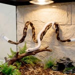 Snake Toys