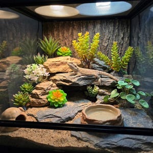 May include: A bearded dragon lizard rests on a flat rock inside a glass terrarium enclosure. The habitat features sandy substrate, stacked stone formations, artificial succulent plants in shades of green and yellow, and a small water bowl.