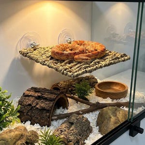 May include: A reptile habitat with a woven platform attached to the glass with suction cups. A coiled orange and brown snake rests on the platform. The habitat also includes wooden elements, a water bowl, and greenery.