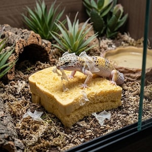 Könnte beinhalten: Ein gelber Leopardgecko mit dunklen Flecken steht auf einem quadratischen gelben Schwamm und zieht an seiner durchscheinenden Häutungsreste. Der Gecko befindet sich in einem Terrarium mit braunem Bodengrund, Rindenstück, Kunstpflanzen und Wasserschale.