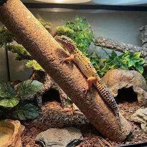 Könnte beinhalten: Ein Leopardgecko mit gelben und schwarzen Flecken ruht auf einem braunen Korkstamm in einem Terrarium. Der Gecko hat orange und schwarze Markierungen an Beinen und Schwanz. Grüne Pflanzen und eine höhlenartige Struktur sind im Hintergrund zu sehen.